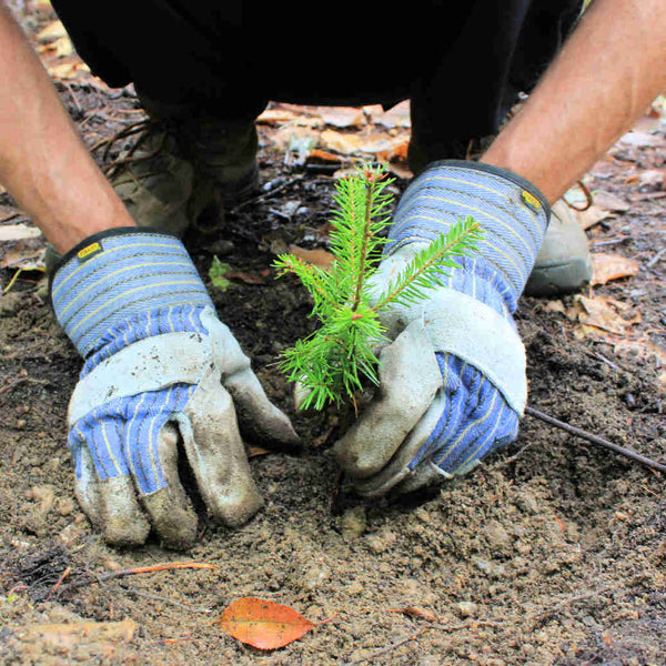 Two Gloved Hands Planting A Pine Sapling